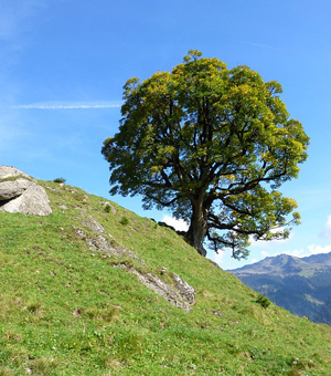 免费ddos攻击网页端
